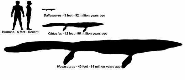 Mosasaur size comparison